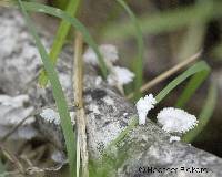 Schizophyllum commune image