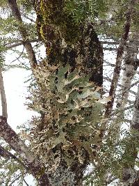 Lobaria pulmonaria image