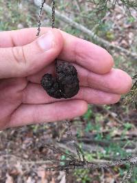 Gymnosporangium juniperi-virginianae image