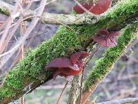 Auricularia auricula-judae image