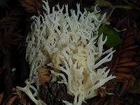 Clavulina coralloides image