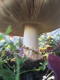 Amanita muscaria image