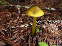 Hygrocybe singeri image