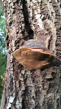 Phellinus igniarius image