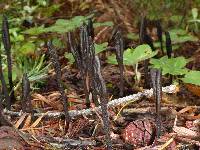 Trichoglossum hirsutum image