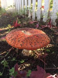 Amanita muscaria image