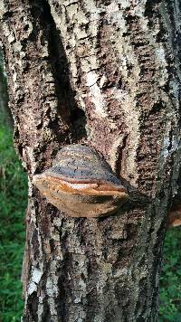 Phellinus igniarius image