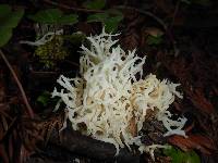 Clavulina coralloides image