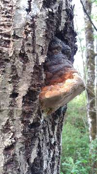 Phellinus igniarius image