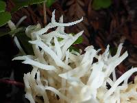 Clavulina coralloides image