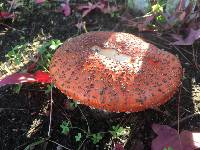 Amanita muscaria image