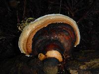 Fomitopsis pinicola image