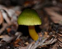 Hygrocybe psittacina var. psittacina image