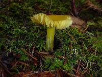 Hygrocybe chlorophana image