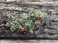 Cladonia cristatella image