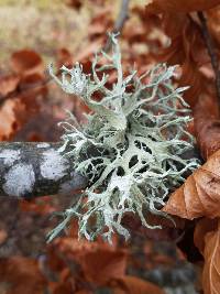 Evernia prunastri image