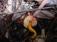 Hygrocybe coccinea image