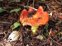 Hygrocybe laetissima image