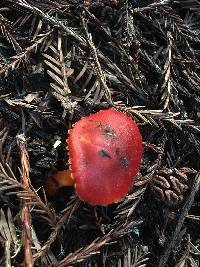 Hygrocybe coccinea image