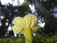 Hygrocybe chlorophana image