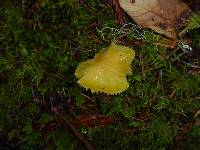 Hygrocybe chlorophana image