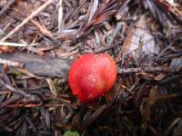 Hygrocybe coccinea image