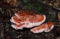 Fomitopsis cajanderi image