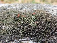 Cladonia cristatella image