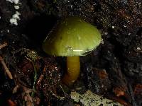 Hygrocybe psittacina var. psittacina image