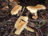 Leucopaxillus gentianeus image