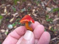 Hygrocybe coccinea image