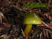 Hygrocybe psittacina var. psittacina image