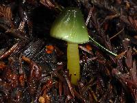 Hygrocybe psittacina var. psittacina image