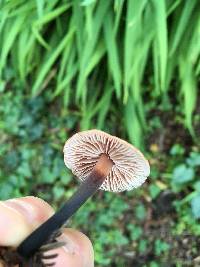 Gymnopus brassicolens var. brassicolens image