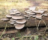 Pleurotus ostreatus image