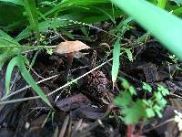 Gymnopus brassicolens var. brassicolens image