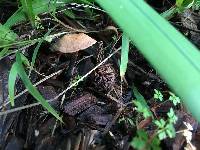 Gymnopus brassicolens var. brassicolens image