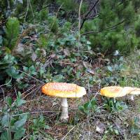 Amanita muscaria image