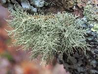 Usnea strigosa image