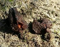 Gyromitra infula image