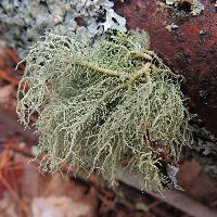 Usnea subfloridana image