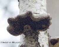 Fomitopsis betulina image
