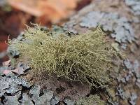 Usnea subfloridana image