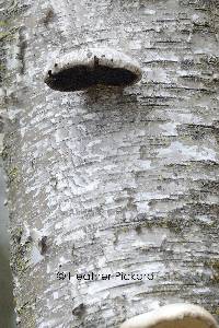 Fomitopsis betulina image