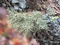 Usnea strigosa image