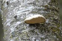 Fomitopsis betulina image