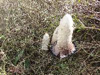 Coprinus comatus image