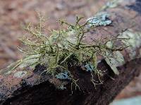 Usnea hirta image