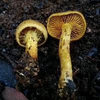 Cortinarius croceus image