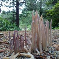 Alloclavaria purpurea image